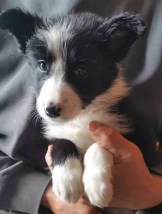 Border Collie Welpen zu verkaufen