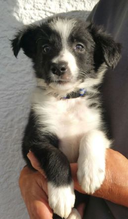 Border Collie Welpen zu verkaufen