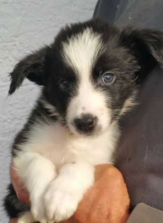 Border Collie Welpen zu verkaufen