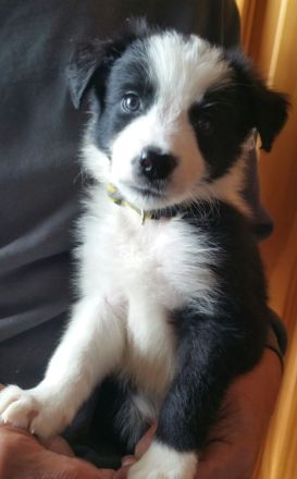 Border Collie Welpen zu verkaufen