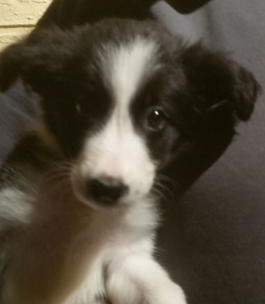 Border Collie Welpen zu verkaufen