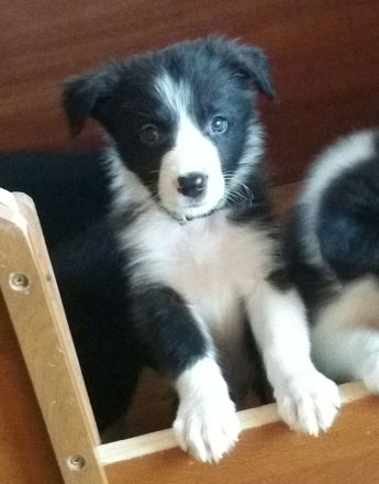 Border Collie Welpen zu verkaufen