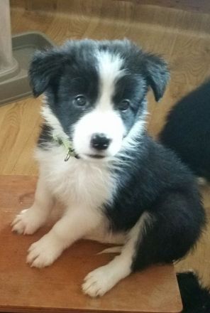 Border Collie Welpen zu verkaufen
