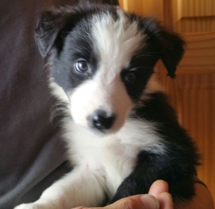 Border Collie Welpen zu verkaufen