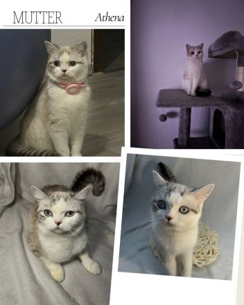 Reinrassige British Kurzhaar Kätzchen! (BKH/BSH)