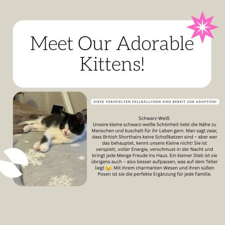Reinrassige British Kurzhaar Kätzchen! (BKH/BSH)