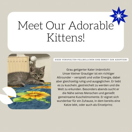 Reinrassige British Kurzhaar Kätzchen! (BKH/BSH)
