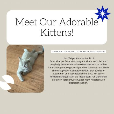 Reinrassige British Kurzhaar Kätzchen! (BKH/BSH)