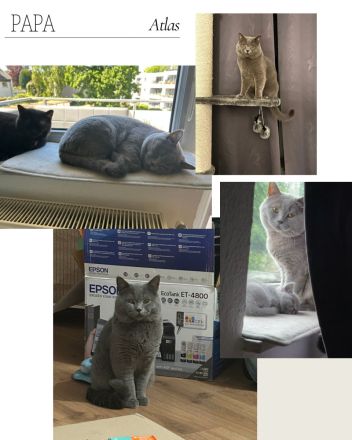 Reinrassige British Kurzhaar Kätzchen! (BKH/BSH)