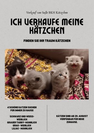 Reinrassige British Kurzhaar Kätzchen! (BKH/BSH)