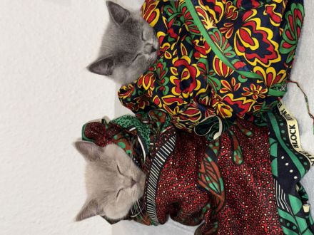 Reinrassige British Kurzhaar Kätzchen! (BKH/BSH)