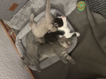 Reinrassige British Kurzhaar Kätzchen! (BKH/BSH)