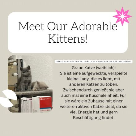 Reinrassige British Kurzhaar Kätzchen! (BKH/BSH)
