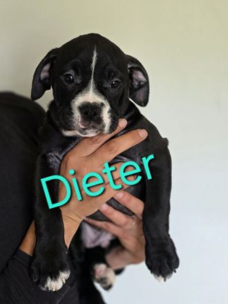 Continental Bulldoggen Welpen