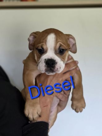 Continental Bulldoggen Welpen