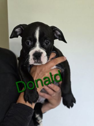 Continental Bulldoggen Welpen