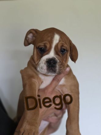 Continental Bulldoggen Welpen