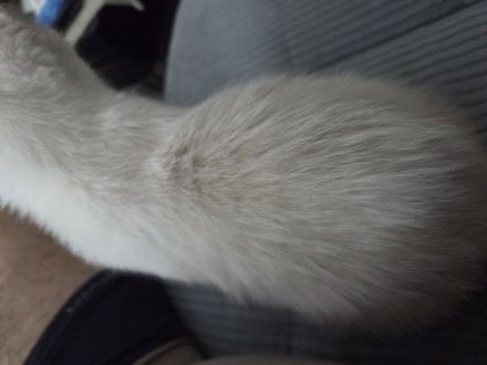 Zum Verkauf ein 3-monatigen Kater