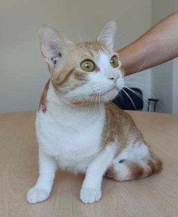 Melón, verspielt und menschenbezogen, wartet auf ein Für-Immer-Zuhause