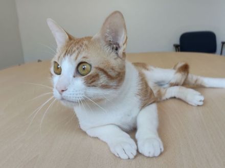 Melón, verspielt und menschenbezogen, wartet auf ein Für-Immer-Zuhause