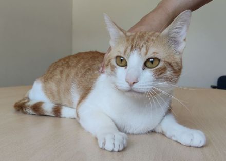 Melón, verspielt und menschenbezogen, wartet auf ein Für-Immer-Zuhause