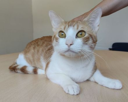 Melón, verspielt und menschenbezogen, wartet auf ein Für-Immer-Zuhause