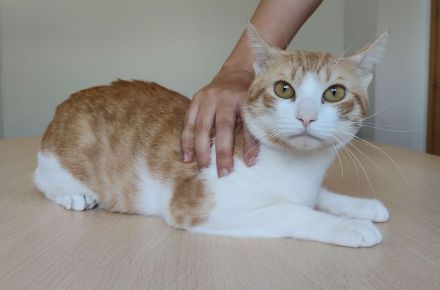 Melón, verspielt und menschenbezogen, wartet auf ein Für-Immer-Zuhause