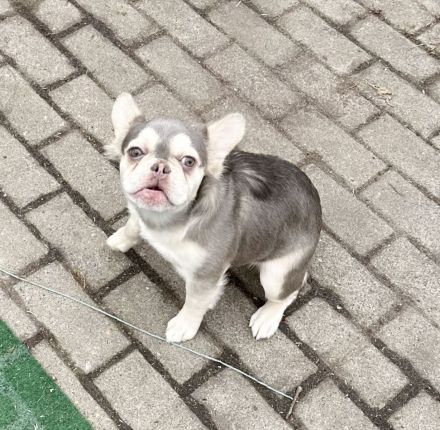 Französische Bulldogge Rüde