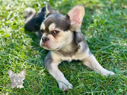 Französische Bulldogge Rüde