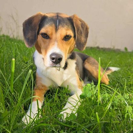 Balu in 07952 Pausa sucht sein Für-immer-Zuhause