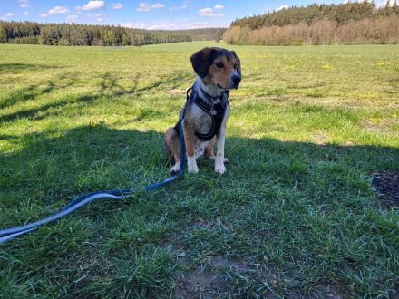 Balu in 07952 Pausa sucht sein Für-immer-Zuhause