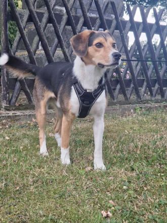 Balu in 07952 Pausa sucht sein Für-immer-Zuhause