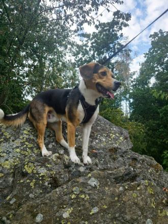 Balu in 07952 Pausa sucht sein Für-immer-Zuhause