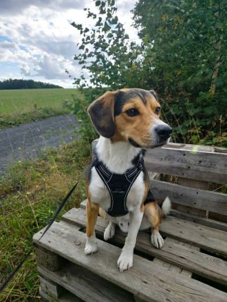 Balu in 07952 Pausa sucht sein Für-immer-Zuhause