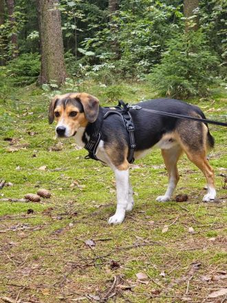 Balu in 07952 Pausa sucht sein Für-immer-Zuhause