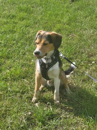 Balu in 07952 Pausa sucht sein Für-immer-Zuhause