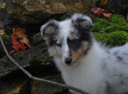Sheltie Welpen  Hündinnen FCI
