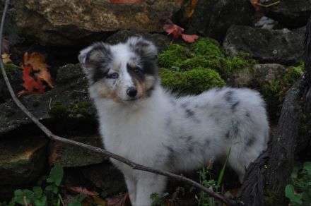 Sheltie Welpen  Hündinnen FCI