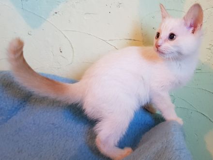 Birma Mix Katzenbabys