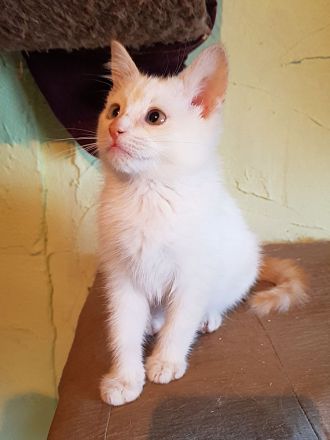 Birma Mix Katzenbabys