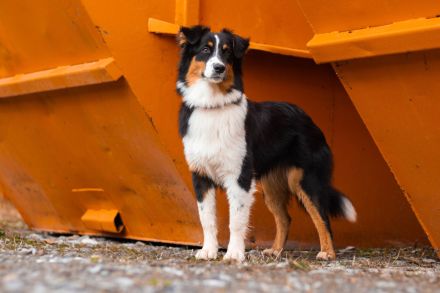 Australian Shepherd von Kleintischardt
