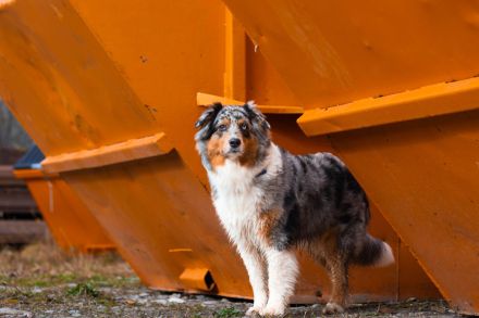 Australian Shepherd von Kleintischardt