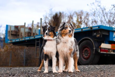 Australian Shepherd von Kleintischardt
