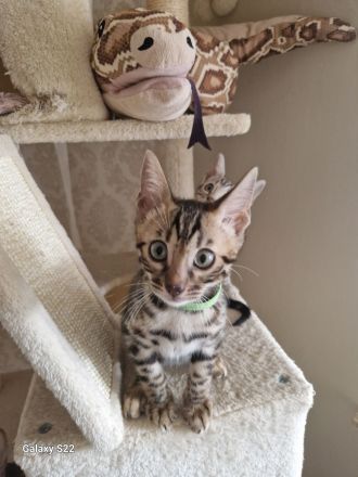 Bengal Kitten geboren 29.06.25