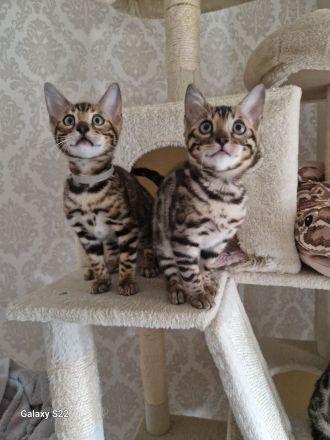 Bengal Kitten geboren 29.06.25