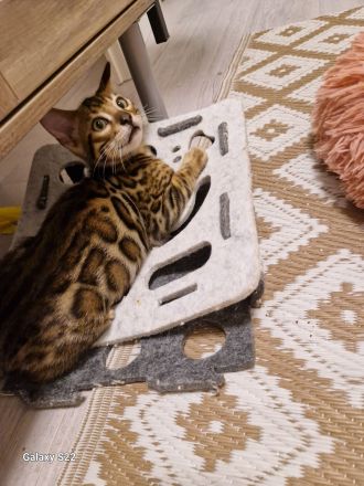 Bengal Kitten geboren 29.06.25