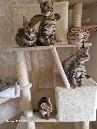 Bengal Kitten geboren 29.06.25