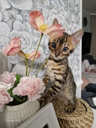 Bengal Kitten geboren 29.06.25