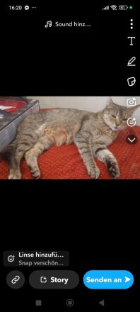 Eine Katze sucht ein neues Haus