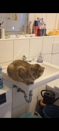 Eine Katze sucht ein neues Haus